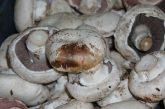 baktériumos foltosodás a gombán bacteria deterioration mushroom