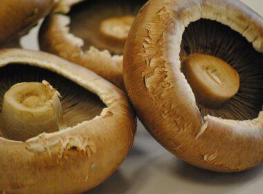 portobello mushroom gomba