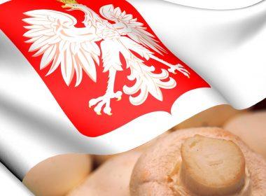 lengyel gomba magas önköltség Polish high cost price