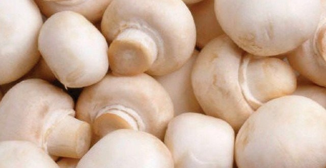 fehér csiperke gomba white button mushroom