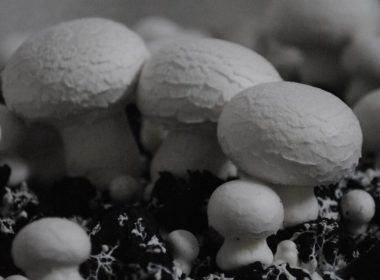 gomba gombatermesztés fehér csiperke mushroom growing cultivation