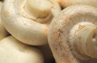gomba, csiperkegomba, fehér, white button mushroom, gombatermesztés, cultivation