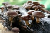 shiitake gomba mushroom