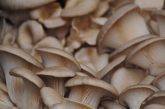 laskagomba termes gyógyhatás beltartalom oyster pleurotus