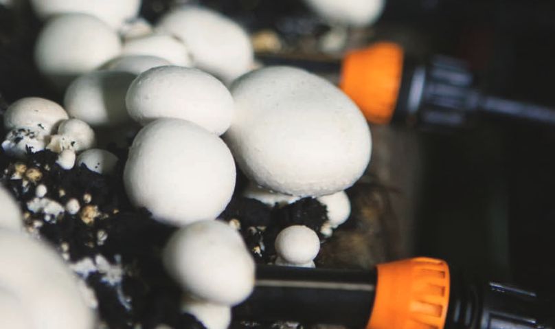 gomba csepegtető öntözés netafim mushroom master dripping