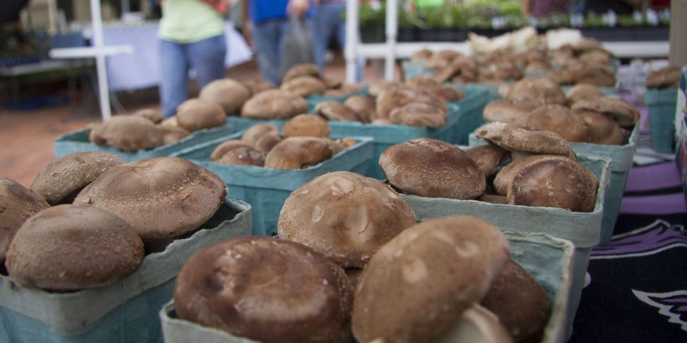 shiitake mushroom gomba