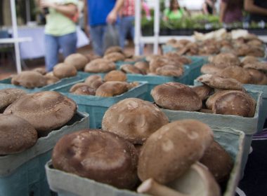 shiitake mushroom gomba