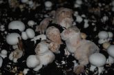 száraz mólé, Lecanicillium fungicola, dry bubble disease