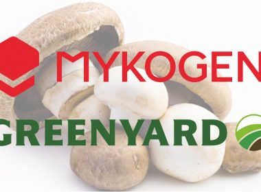mushroom, Mykogen, Greenyard, compost