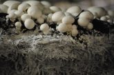 magyar gombatermesztés Hungary mushroom