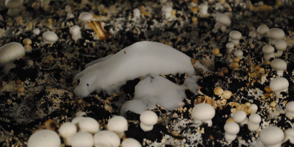 salt mushroom konyhasó gomba penész mold