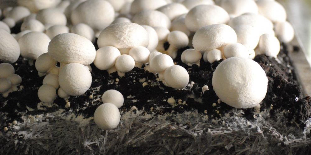 gomba csiperkegomba mushroom market Hungary 2018 termesztés