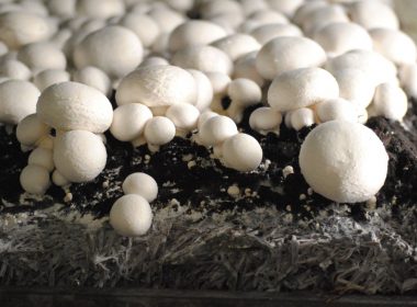 gomba csiperkegomba mushroom market Hungary 2018 termesztés