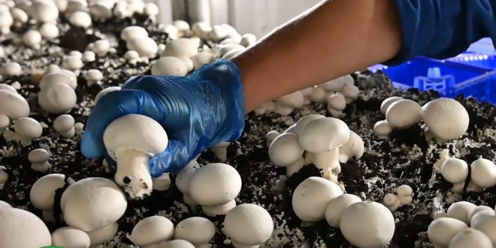 good mushroom picking gombaszedés