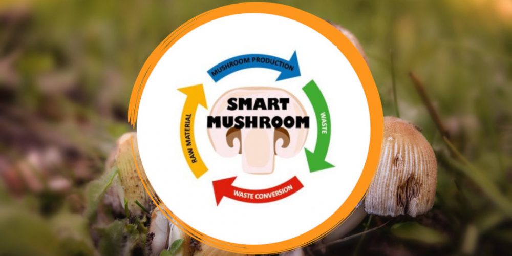 smartmushroom Smart Mushroom letermett gombakomposzt