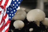 American mushroom statistics USA gombatermesztés egyesült államok