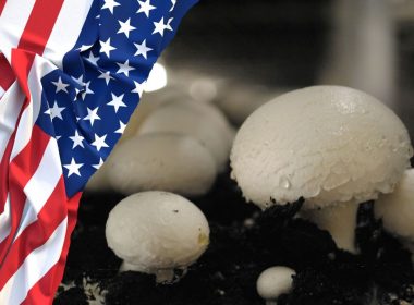 American mushroom statistics amerikai gombaipari statisztika USA