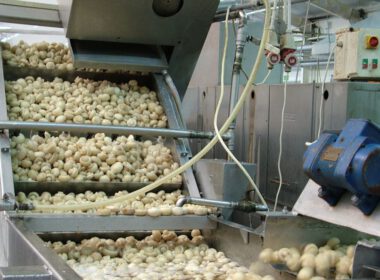 mushroom industry Spain spanyol gombaipar termesztés