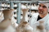 Hermann oyster eryngii mushroom húspótló rovarfehérje laskagomba