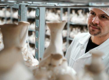 Hermann oyster eryngii mushroom húspótló rovarfehérje laskagomba