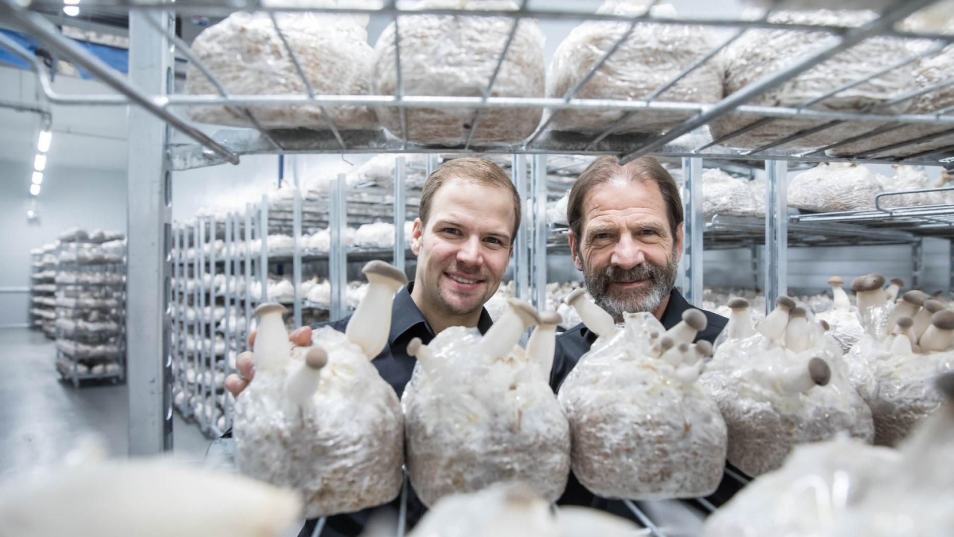Hermann oyster eryngii mushroom