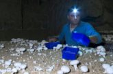 Paris mushroom growers katakombák