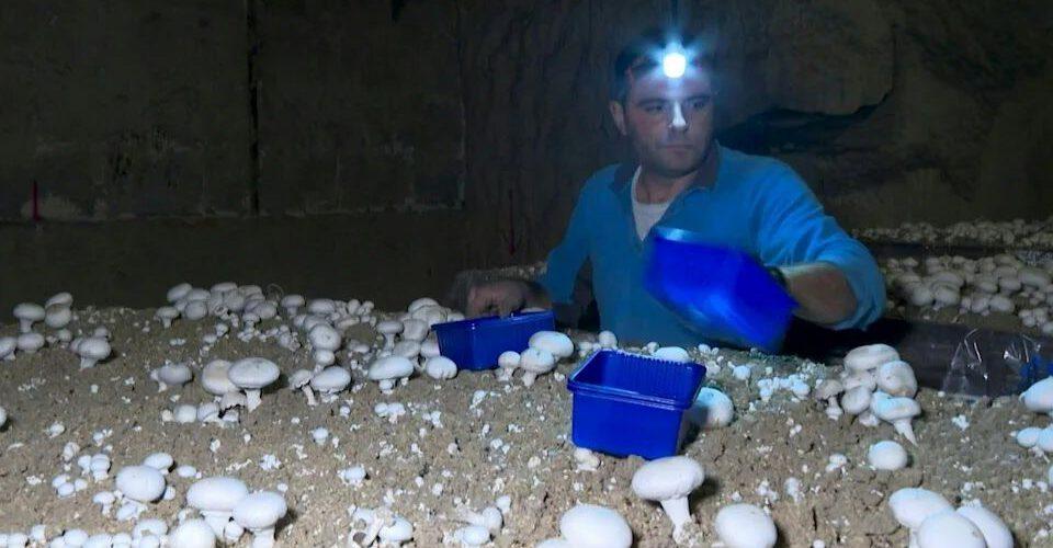 Paris mushroom growers katakombák