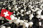 Swiss mushroom industry