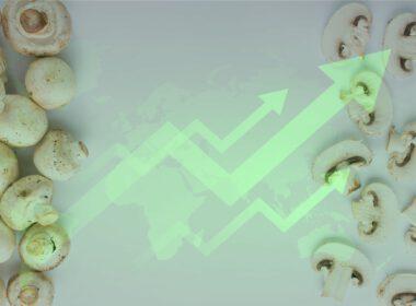 inflation economy mushroom industry war, háború, krízis, infláció