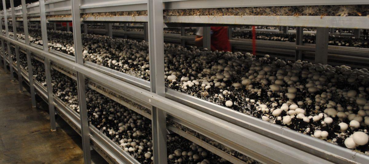 csiperkegomba termesztés button mushroom Agaricus cultivation