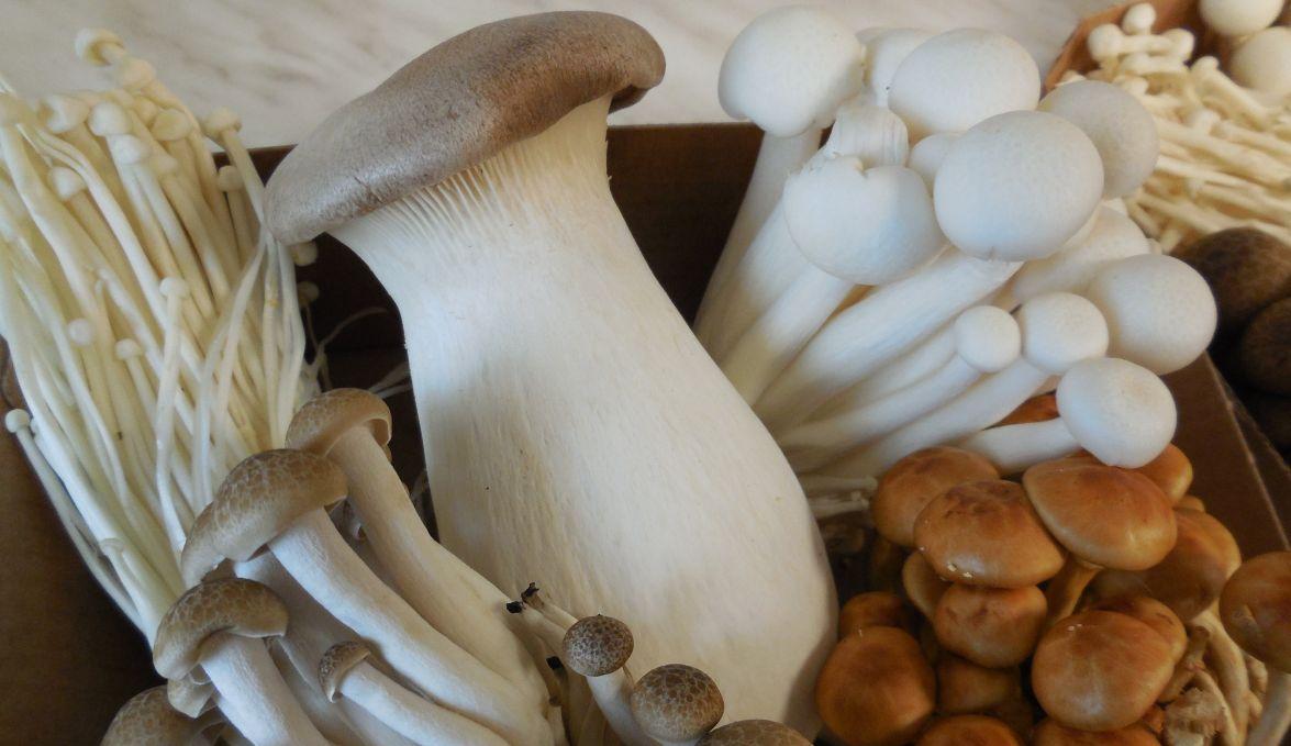 egzotikus exotic gombák mushroom termesztés cultivation