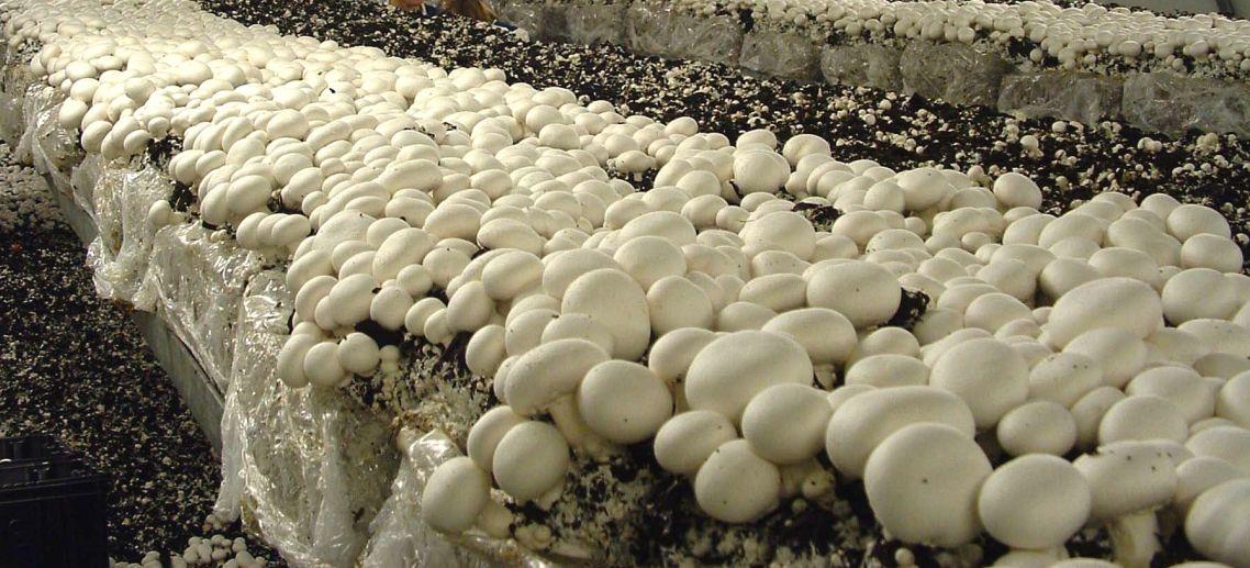 gombatermesztés mushroom cultivation