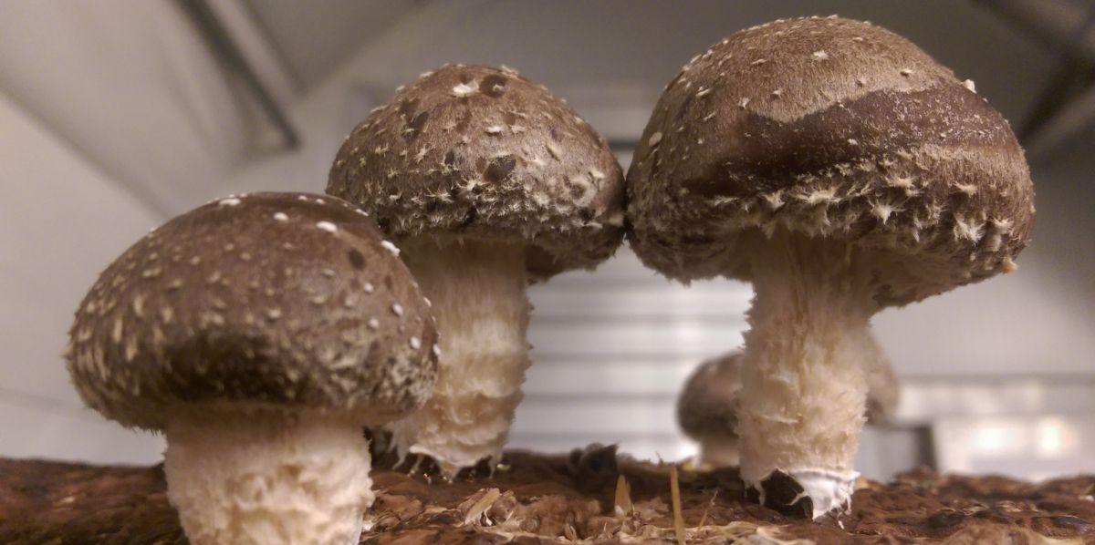 gyógyhatású gombák medicinal mushrooms