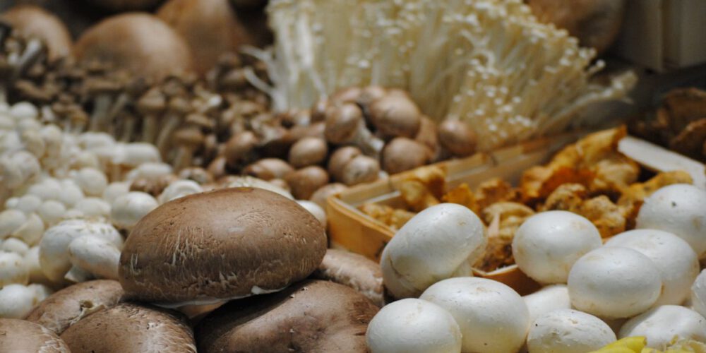holland gomba mushroom europe dutch