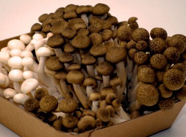 shimeji gomba mushroom hypsyzigus